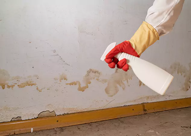 Your Water Restoration and Mold Remediation Specialists in Chestnut Mountain, GA
