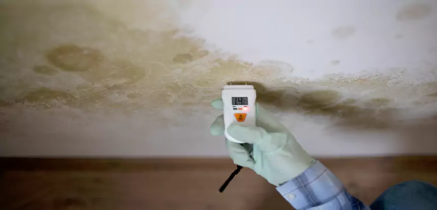 Emergency Mold Remediation in Chestnut Mountain