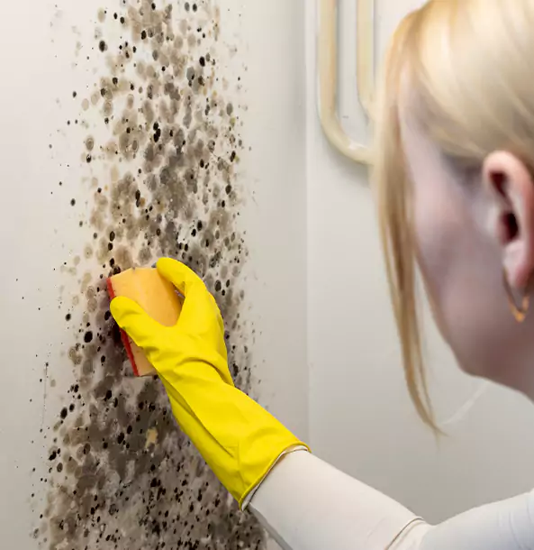 Why Chestnut Mountain Restoration Pro Leads Mold Remediation in Chestnut Mountain?